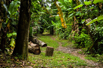 sendero amazonico