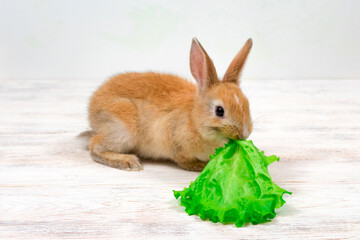 Adorable redhead bunny sitting on a white background and eating a green leaf of lettuce