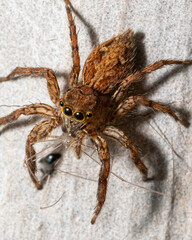 spider on a white background