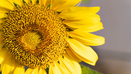 Sunflower natural background. Sunflower blooming. Close-up of sunflower. in Thailand