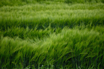Field of fresh green barley cereals. Beautiful background