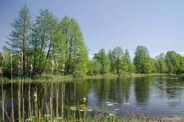 Fototapeta na wymiar Pond and trees in sunny spring day, Liepaja, Latvia.