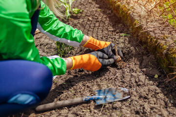 Planting lily plant in spring garden. Gardener puts bulb in soil. Landscaping work outdoors