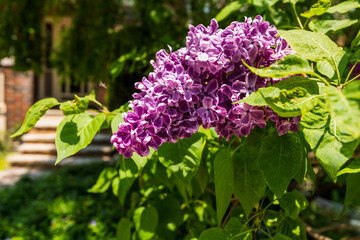 Lilacs in full bloom (purple) on a residential street in Toronto's Beaches neighbourhood.  A sure and fragrant signal that spring is ending.