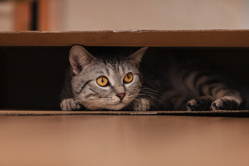 A black and white tabby cat climbed into a cardboard box on the floor and frolicked inside it.