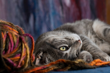 Naklejka na ściany i meble Gatito juega con un ovillo de la lana de color. Concepto de animales en casa. 