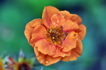 Nasse Blüte eines roten Nelkenwurz
