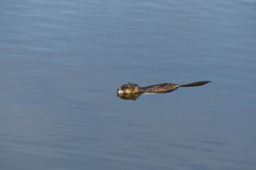 A Muskrat in the Water