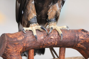 the claws of a bird of prey
