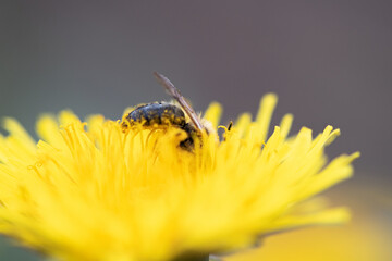 A bee collects nectar by drowning in a dandelion.