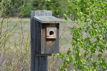 A Wooden Birdhouse at Pylypow Wetlands