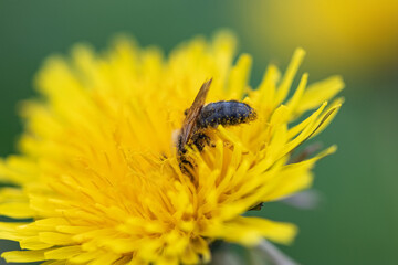 A bee collects nectar by drowning in a dandelion.