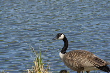 A Canada Goose near the Water's Edge