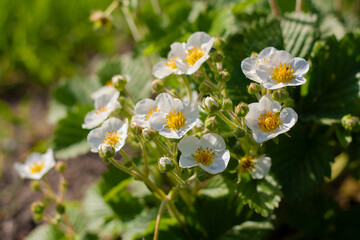White strawberry flowers on a green bush in the garden