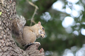 Naklejka na ściany i meble Squirrel eating a nut