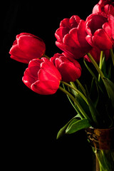 red tulips on a black background