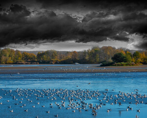 Black-headed Gull - Chroicocephalus ridibundus on a pond - catching fish after fishing pond