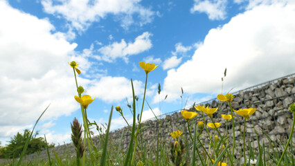 Group of wild yellow flowers in a meadow in the sun with grass. 