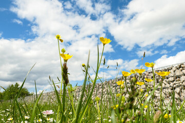 Group of wild yellow flowers in a meadow in the sun with grass. 