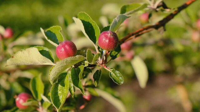 Agriculture and horticulture. Growing organic apples.
