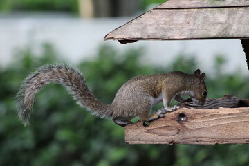Naklejka na ściany i meble Squirrel in a feeder