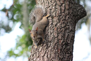 Squirrel climbing a tree