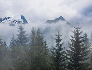 mountain valley with pine forest in mist and dense clouds