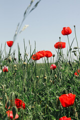 Beautiful poppy field on a sunny summer day.