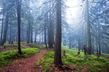 green wet forest glade in blue mist, outdoor natural travel background