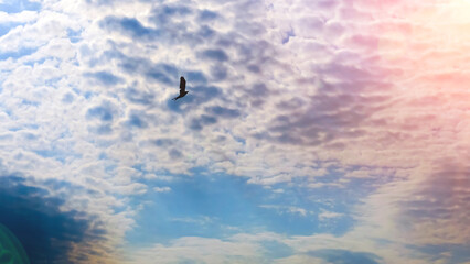 silhouette of a bird on the background of a blue sky with clouds. The concept of freedom, space for text