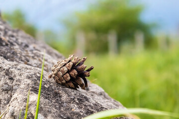 A pine cone lies on a stone. Forest cone on the fireplace