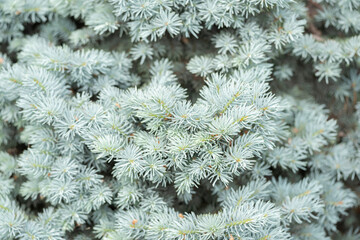 silver fir tree branches close up, front image