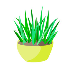 Houseplant potted sedge in cartoon design style, vector illustration on white isolated background for prints, icons, banners, backdrops or emblems.