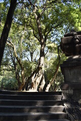 &aacute;rbol y escaleras 