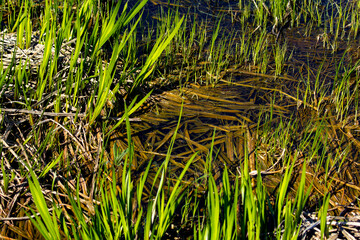 Fresh and fiery herbs in the water of the rustic river.