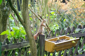 Eichhörnchen Späher