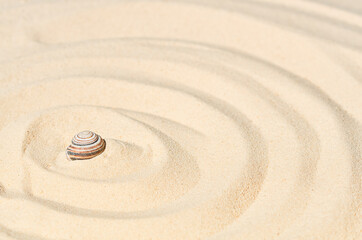 Fototapeta na wymiar snail shell on the sand