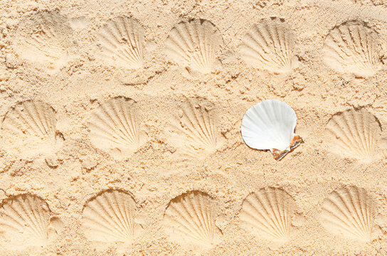 seashell prints in the sand