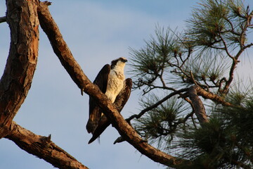 Osprey Bird in a tree