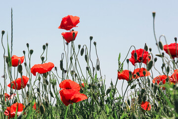 Beautiful poppy field on a sunny summer day.