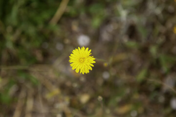 Yellow daisy in garden