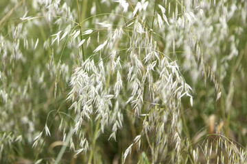 Wheat field in nature