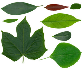 Closeup of set of green and red nature leaf isolated cutout on white background with clipping path.