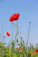 Beautiful poppy field on a sunny summer day.