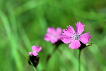 Fototapeta premium Leuchtend rote Blüte einer Feldnelke
