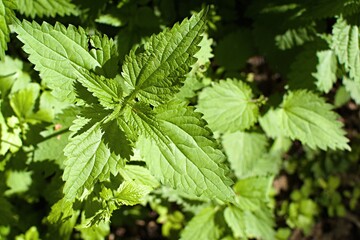 Green leaves of young nettle on blurred background. Top view