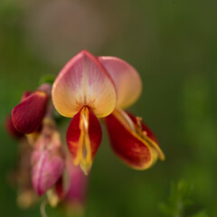 Fototapeta na wymiar A red and yellow flower. Scotch broom. Cytisus Andreanus Splendens