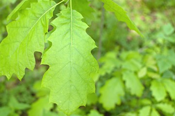 young green oak leaf on blurred green foliage background