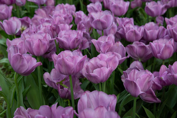 Field of purple tulips in the park