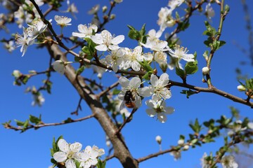 Mirabellenblüte mit Hummel